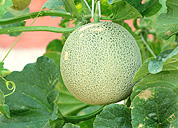 Melon